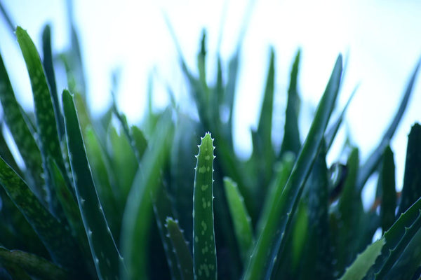 Aloe vera comprar