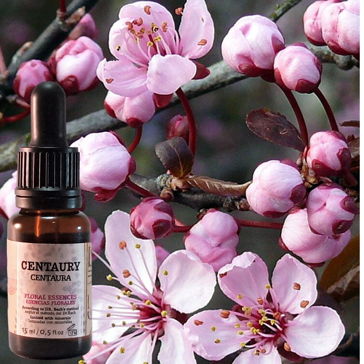 Centaury 【Las 38 Flores de Bach originales】