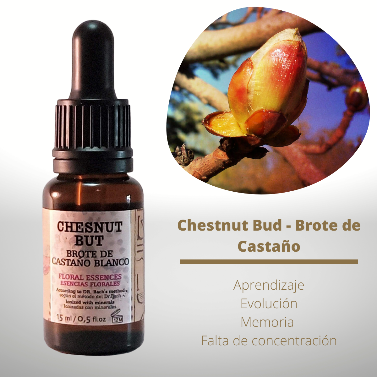 Chestnut Bud【38 Original Bach Flowers】3x2 in GOLDEN PYRAMIDE