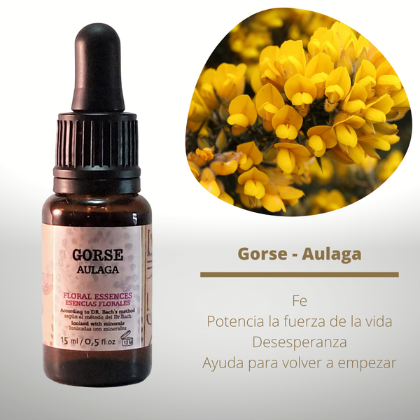 Esencia floral de Gorse (Aulaga)