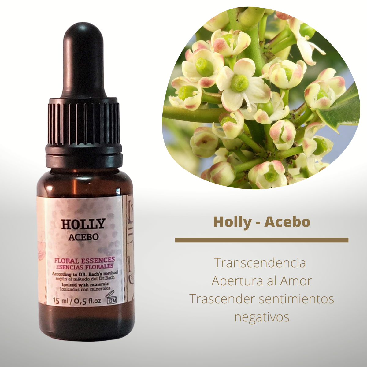 Holly Flower Medicine Uses
