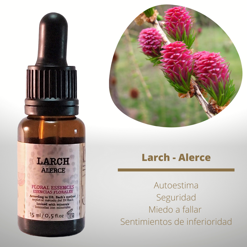 Esencia floral de Larch (Alerce)