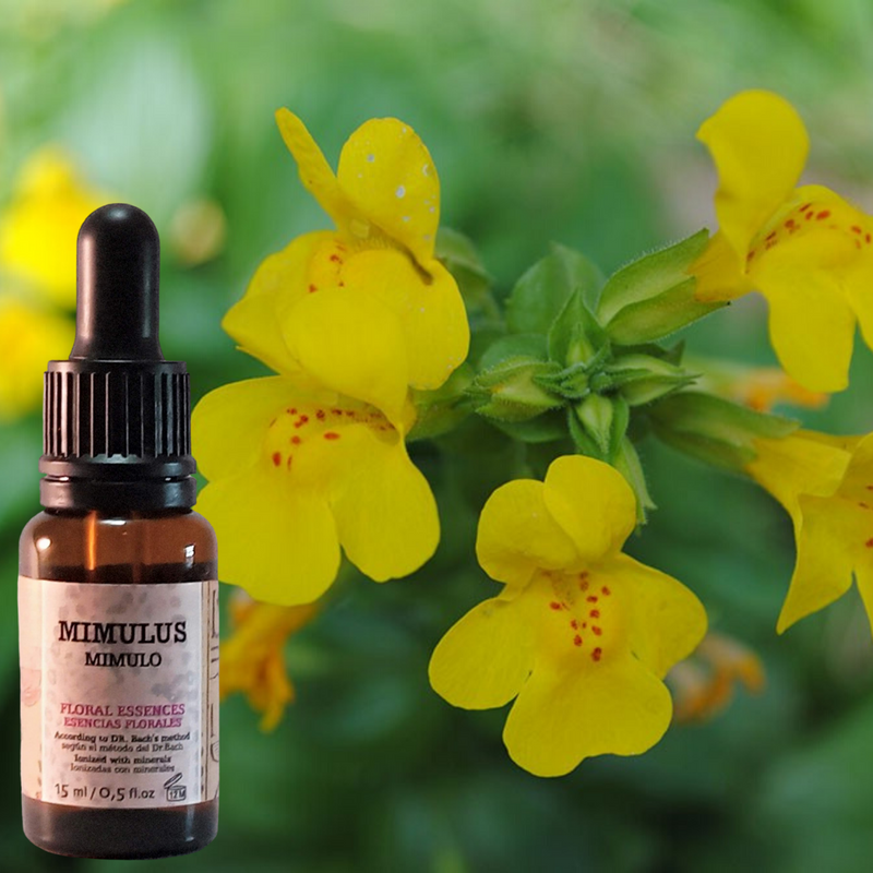 Mimulus【The 38 original Bach Flowers】3x2 in GOLDEN PYRAMIDE