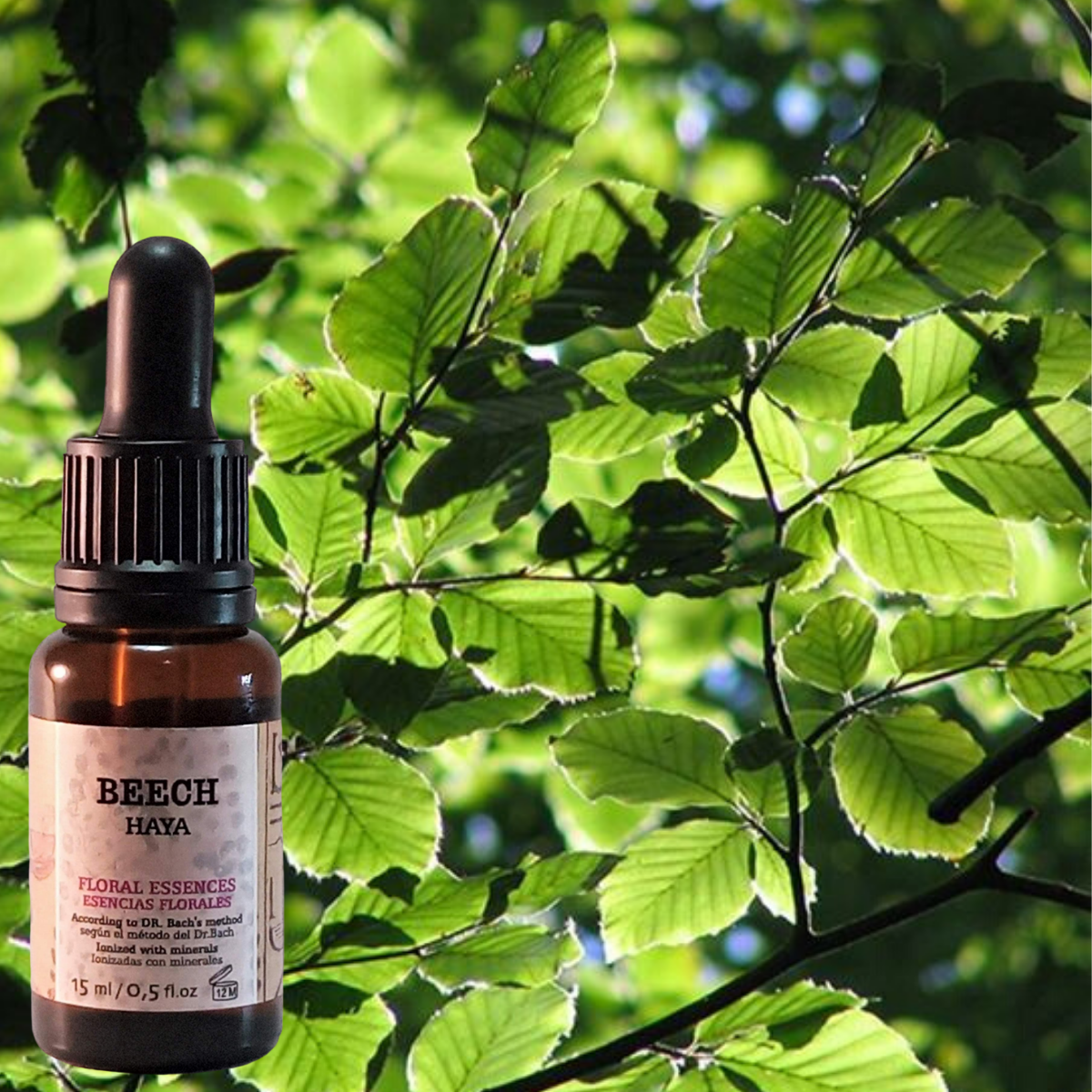 Beech 【Las 38 Flores de Bach originales】GOLDEN PYRAMIDE