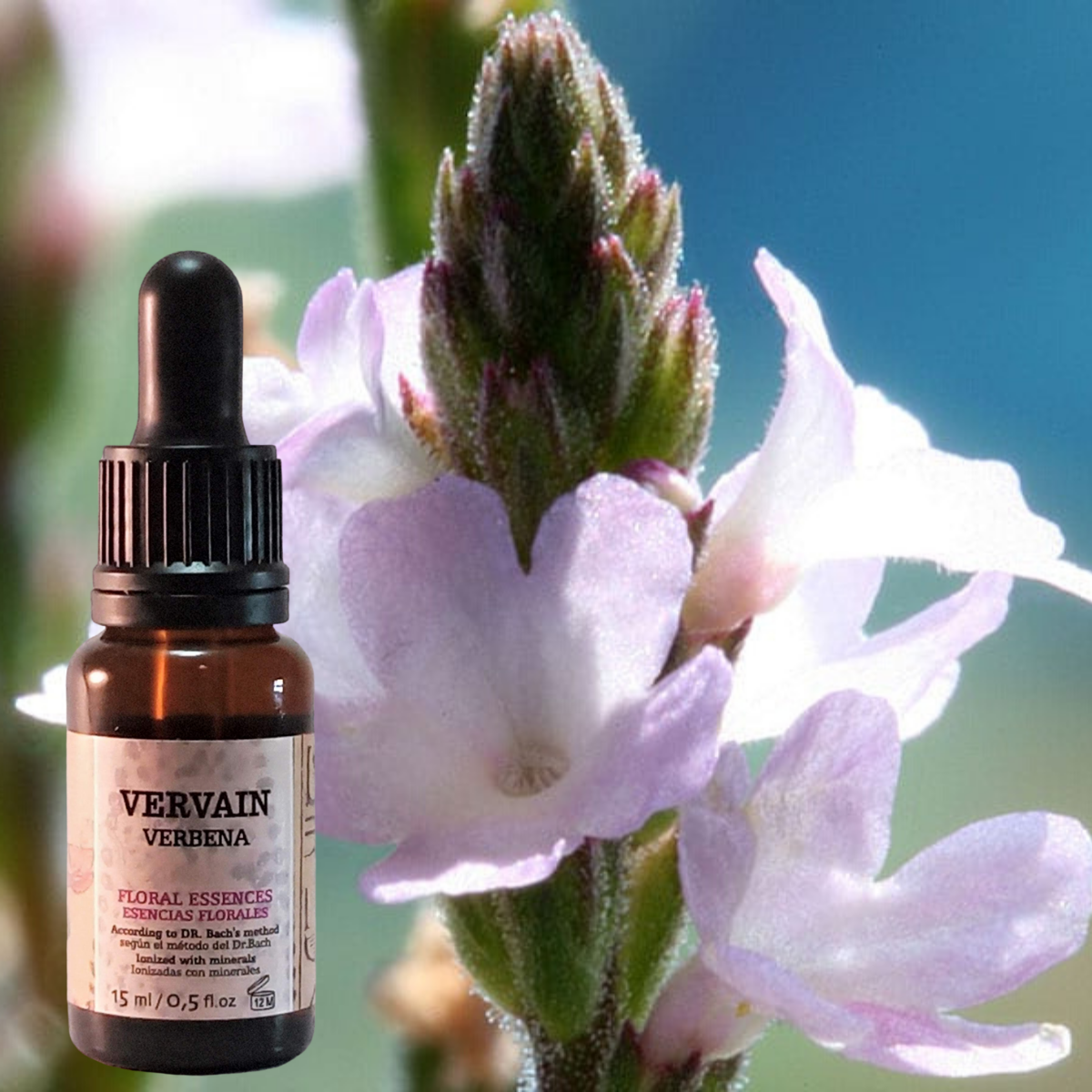 Vervain 【The 38 Original Bach Flowers】